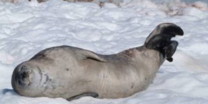 ARG-Antarctique-300x225