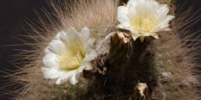 ARG-Quebrada-de-la-Humahuaca-300x225