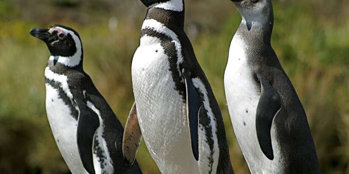 CHL-Patagonie-manchots