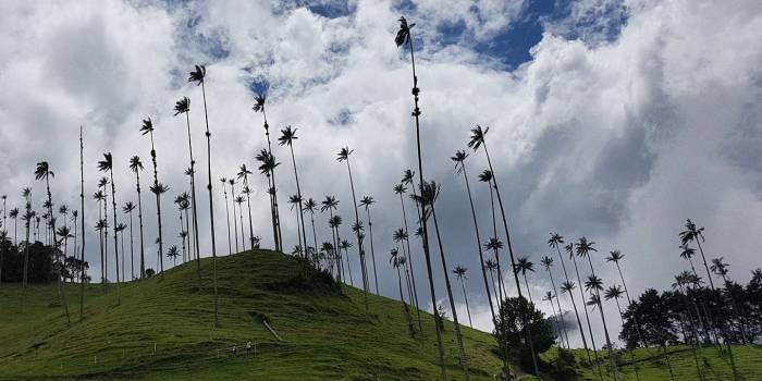 COL-Vallee-de-Cocora-