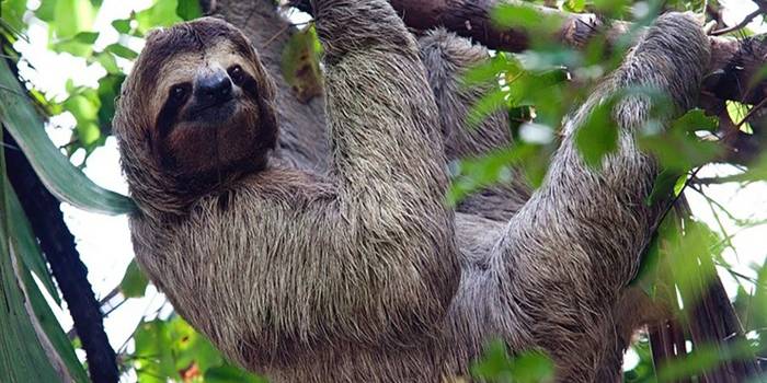 CR-Paresseux-peninsule-osa