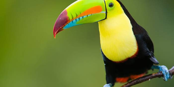 CR-Toucan