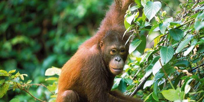 MAL-Borneo-OrangOutan