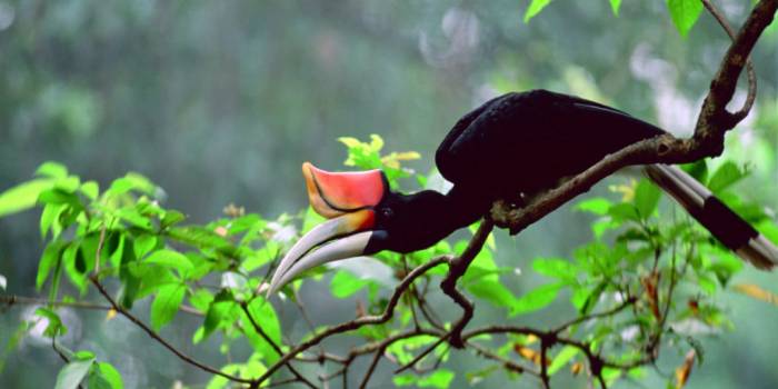 MAL-Borneo-hornbill-1024x768