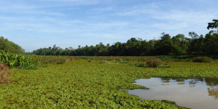 MAL-mangrove-kinabatanban-1024x768