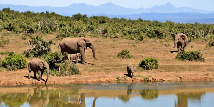 cocoparisienne-elephants-427138_1280