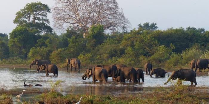 fransoopatrick-elephants-4864736_1280