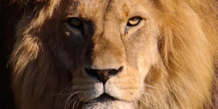 garten-gg-lion-7094211_1280