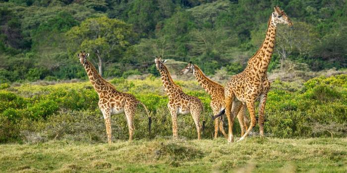 jurgen_bierlein-giraffes-7498918_1280