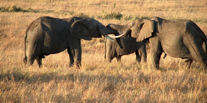 kenya-elephants (1)