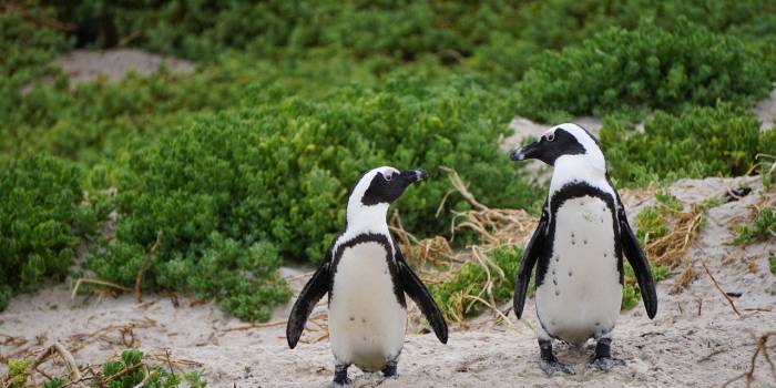 krissiegwynne-penguins-3994532_1280