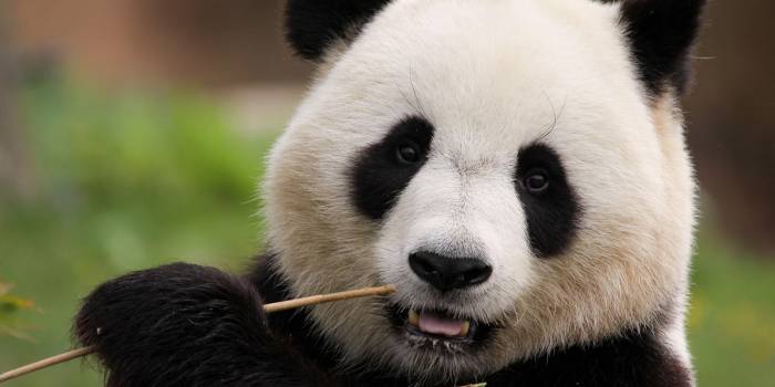 maminounou-panda-8171354_1280