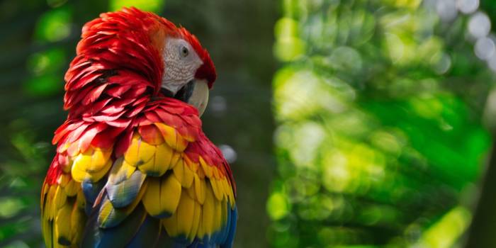 mfuente-parrot-5276548_1280