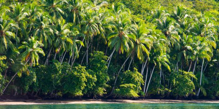palm-trees-at-puerto-jimenez