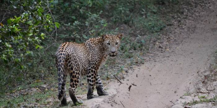 sanjeevap-leopard-4752125_1280