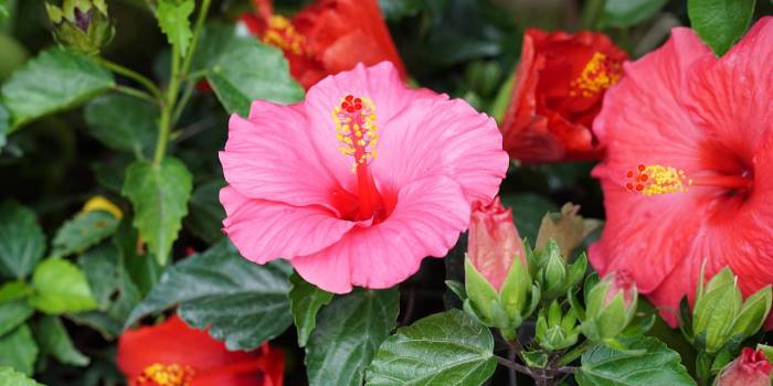 spencerwing-hibiscus-2715879_1280