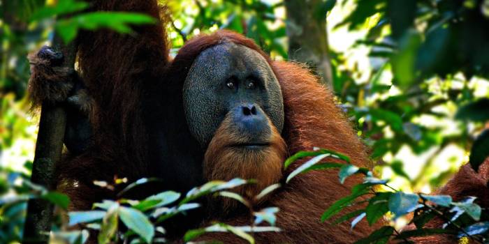 taligar-orangutan-5037861_1280