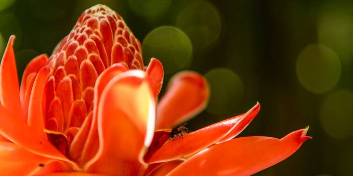 tropical-flowers-playa-nicuesa