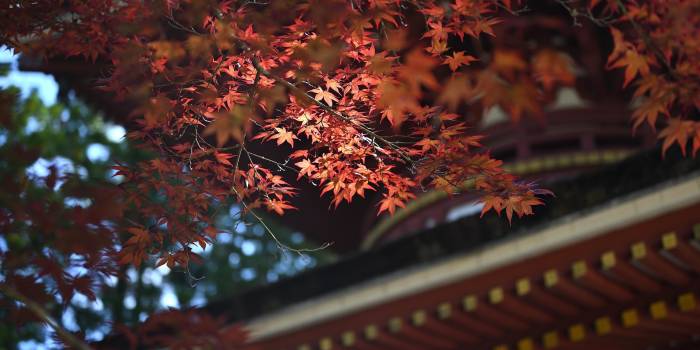 yamabon-koyasan-6584637_1920